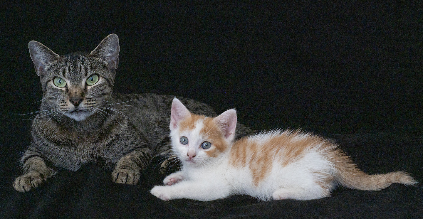 Top Cat Sanctuary cat photo